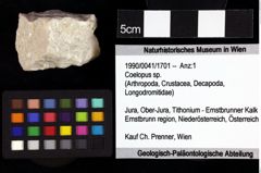 Foto (Objket + Etiketten) von Cycloprosopon etalloni (Gemmellaro, 1869) 